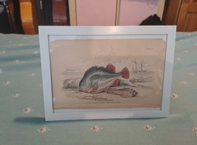 Antique fish prints 1840