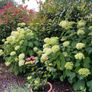 plants Image 6