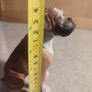 Country Artists -Boxer -Sitting Image 2