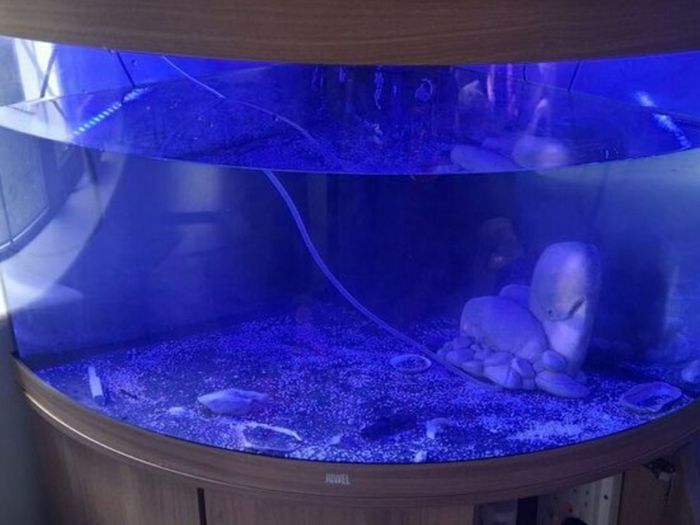 Juwel Fish Tank 190
