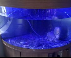 Juwel Fish Tank 190