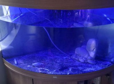 Juwel Fish Tank 190