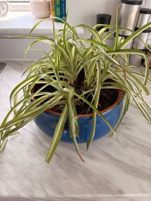 free plant