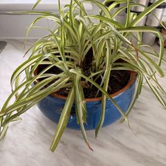 free plant