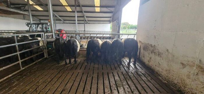 Weanlings