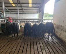 Weanlings