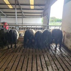 Weanlings