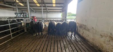 Weanlings