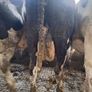 4 PBR Hol/Fr Milking Cows Image 2
