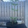 plants Image 9
