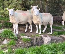 Sheep
