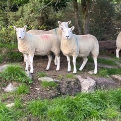 Sheep