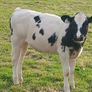 Beef Cattlr Image 2