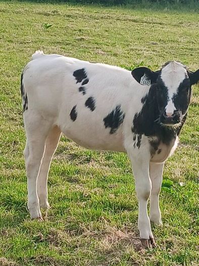 Beef Cattlr