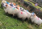 12 ewes carrying 22 lambs