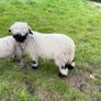 Unregistered pedigree valais blacknose ram lamb Image 3