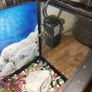 40 liter full glass aquarium with 2 filters and lots of extras Image 7