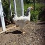 Chickens Image 4
