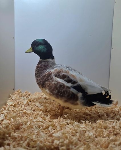 Poultry show pens