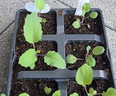 6 x Red Cabbage seedlings