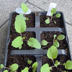 6 x Red Cabbage seedlings