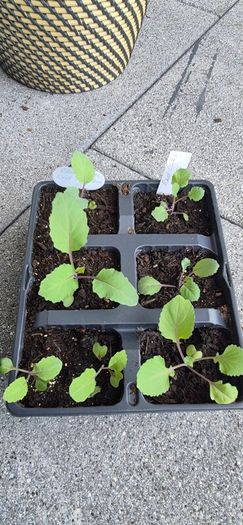 6 x Red Cabbage seedlings