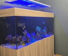 Marine fish tank
