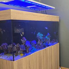 Marine fish tank