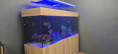 Marine fish tank