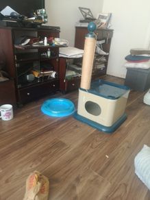 cat toy and bed