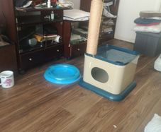 cat toy and bed