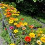 Trailing Basket Plants, Begonia Image 8