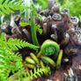 4ft dicksonia Antarctica tree fern Image 6
