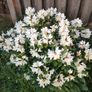 Rhododendron Snow White Image 2