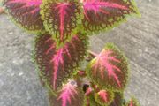 colues plant