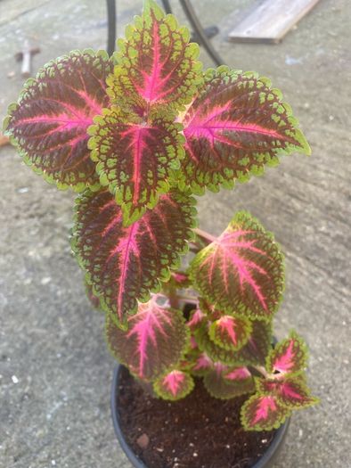 colues plant