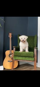 Green Antique Armchair