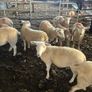 Easycare sheep Image 5