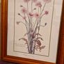 1980's Crepis Rubra framed picture Image 4