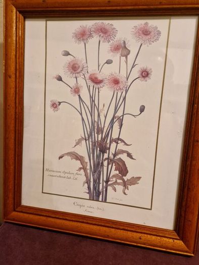 1980's Crepis Rubra framed picture