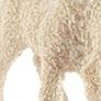 Schleich Lamb Animal Figure Image 3