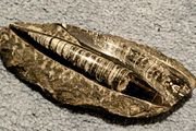 Orthocone nautiloid cephalopods Orthoceras fossils in limestone