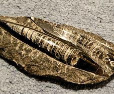 Orthocone nautiloid cephalopods Orthoceras fossils in limestone