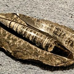 Orthocone nautiloid cephalopods Orthoceras fossils in limestone