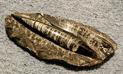 Orthocone nautiloid cephalopods Orthoceras fossils in limestone