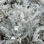 (C) Cineraria Silverdust seeds 0.2g (414413) Image 2