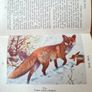 Observer's Book Of Wild Animals Of The British Isles.  Compiled By  W J Stoke.1. Image 6