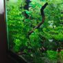 Blue Velvet Shrimp Aquarium Image 10