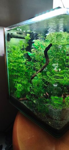 Blue Velvet Shrimp Aquarium