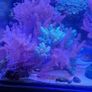 Kenya tree corals Image 4